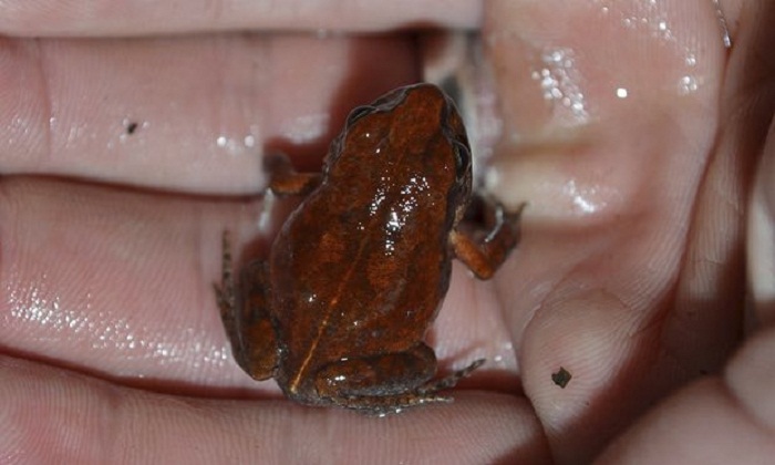 Rare `cave squeaker` frog seen in Zimbabwe for first time in 55 years 